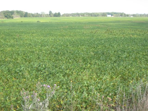 Property photo 35 - 110+/- Acres offered in 4 Tillable Tracts